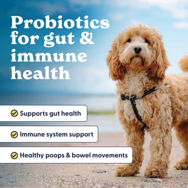 Origin Labs Belly Buddies Probiotics for Dogs - Image 7